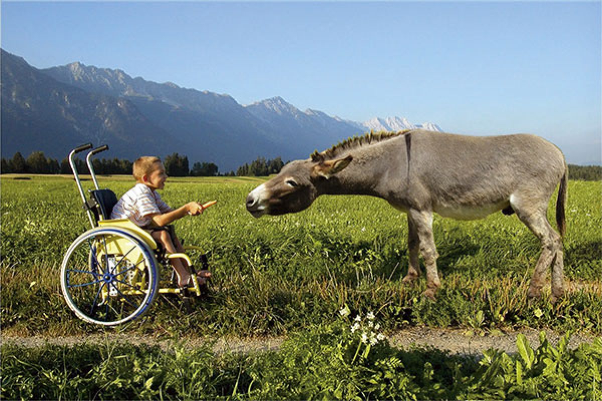 Fröhlicher Bub im Rollstuhl füttert Esel mit Karotte
